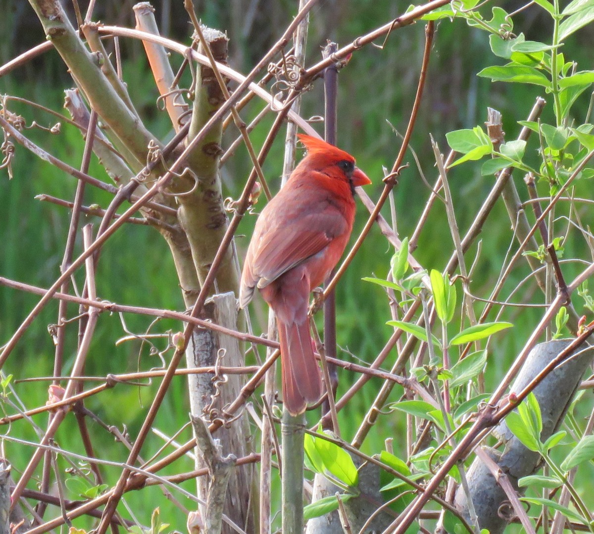 Northern Cardinal - ML619081807