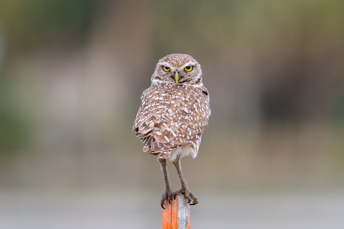 Burrowing Owl (Florida) - Kyle Matera