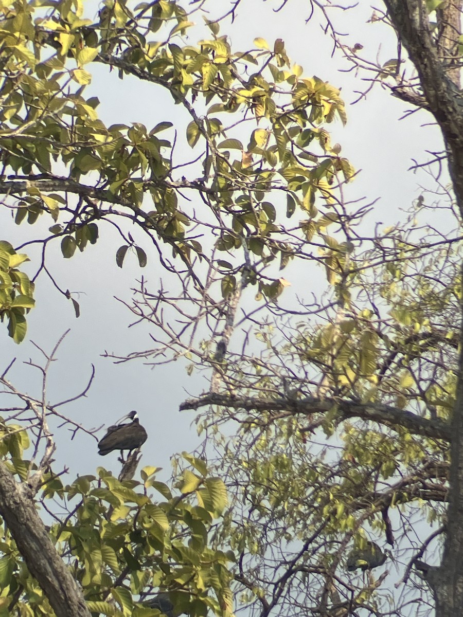 blånakkeibis - ML619081832