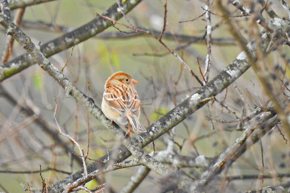 Field Sparrow - Jarvis Shirky