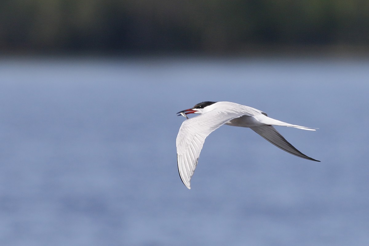 Common Tern - Jan Andersson