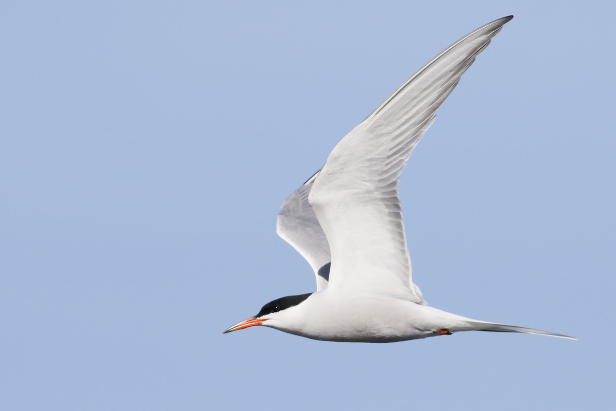 Common Tern - Jan Andersson