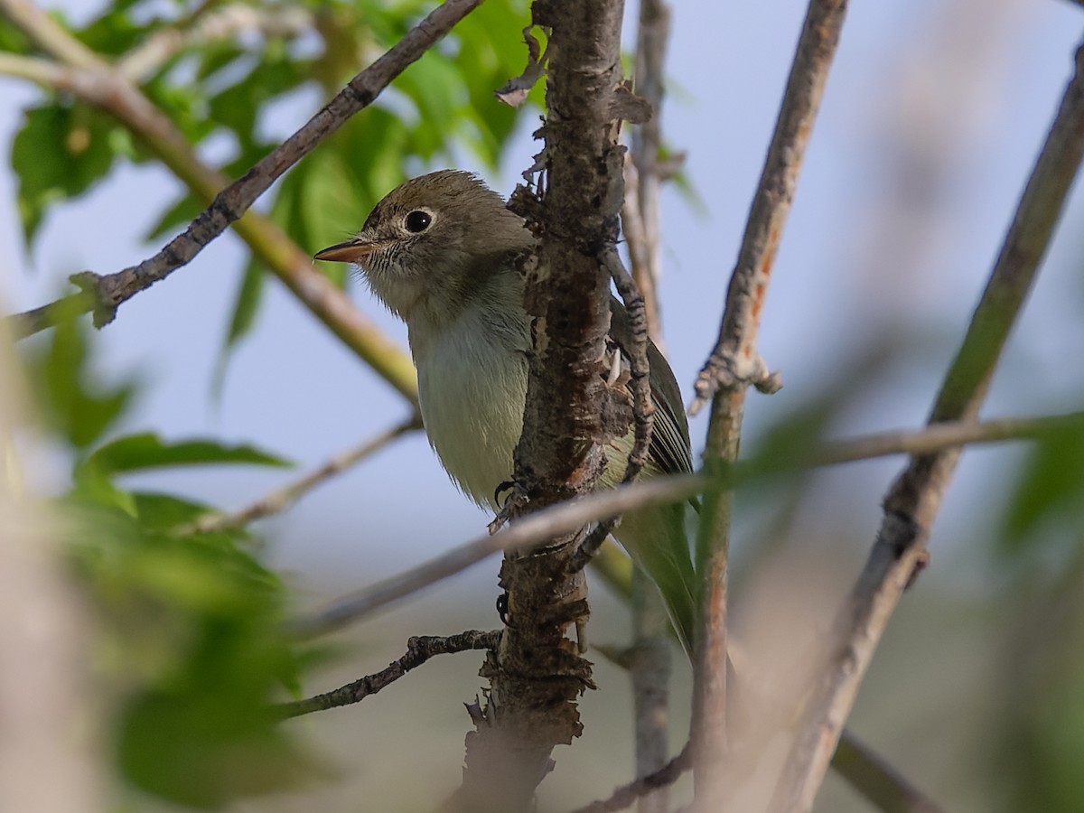 Least Flycatcher - Carl Bendorf