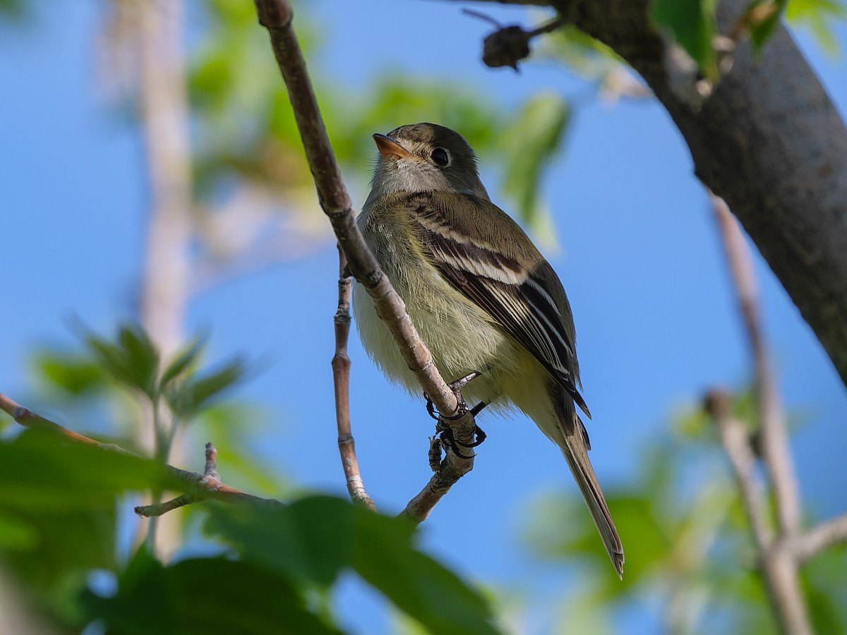 Least Flycatcher - Carl Bendorf