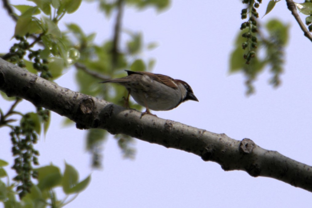 House Sparrow - alain lajeunesse