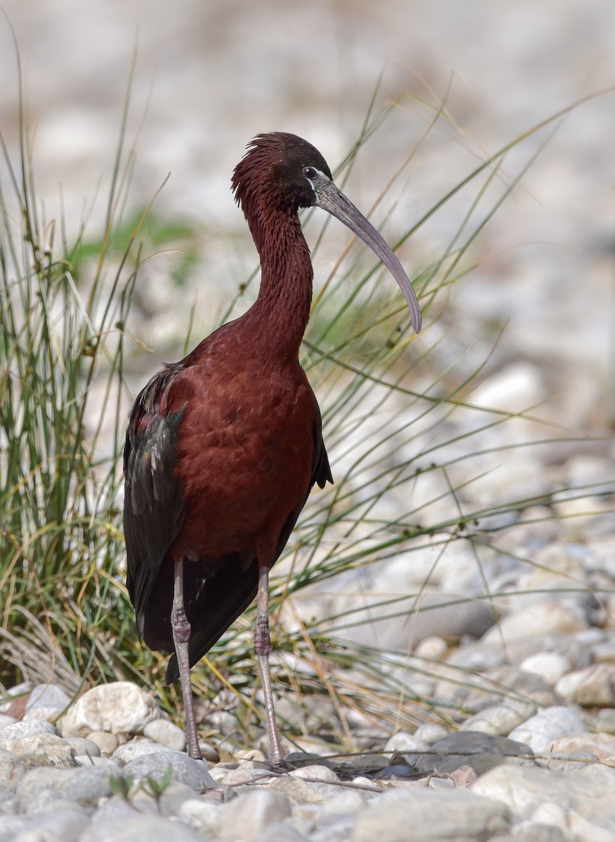 ibis hnědý - ML619081888