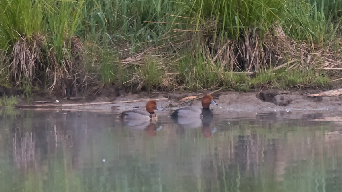 Redhead - ML619081899