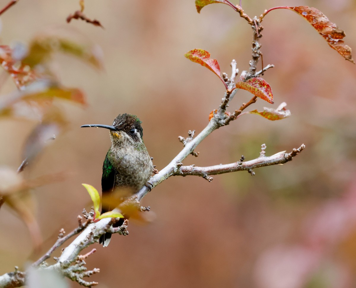 Talamanca Hummingbird - Cristina Rappa