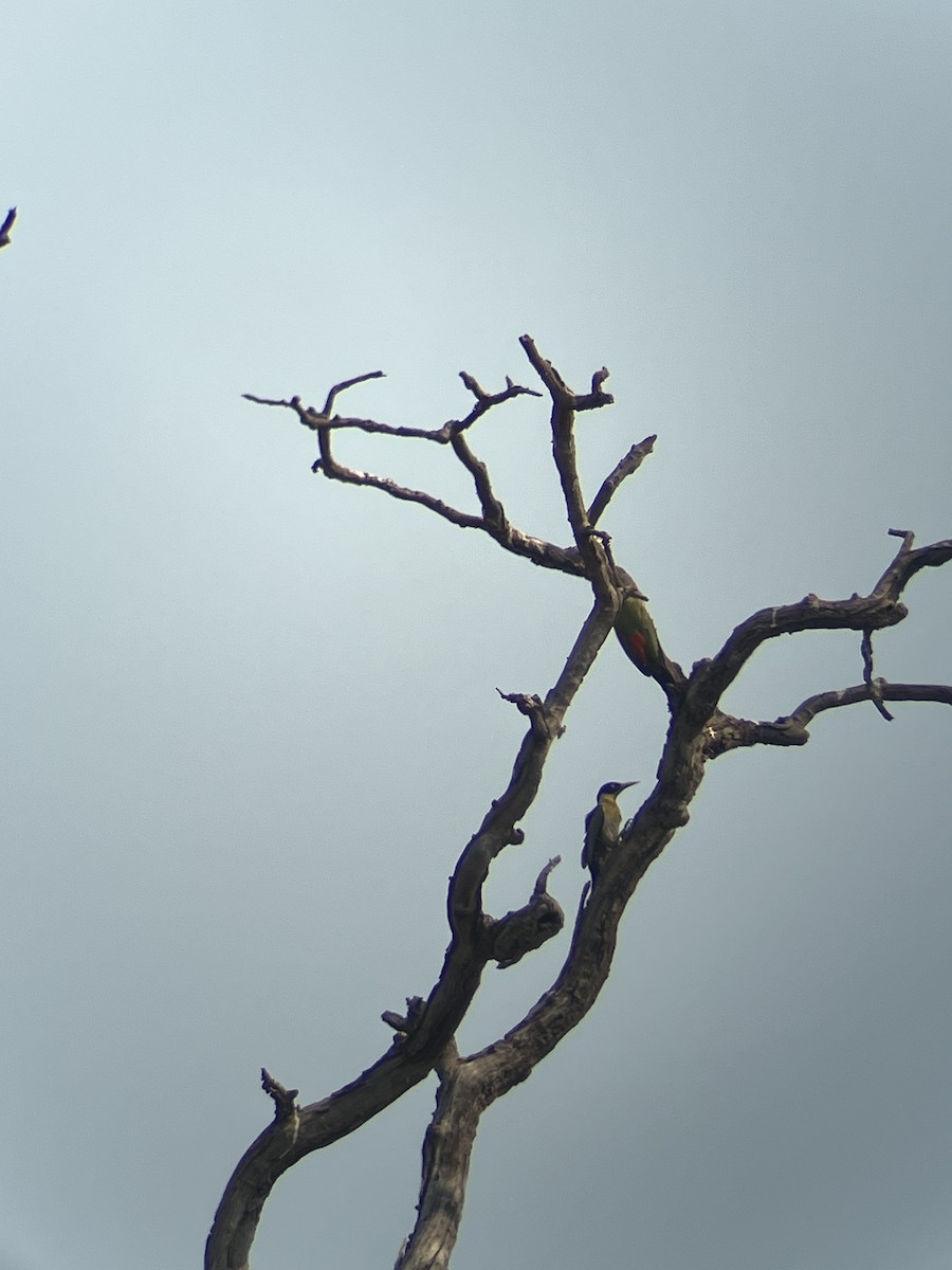 Black-headed Woodpecker - João Brito