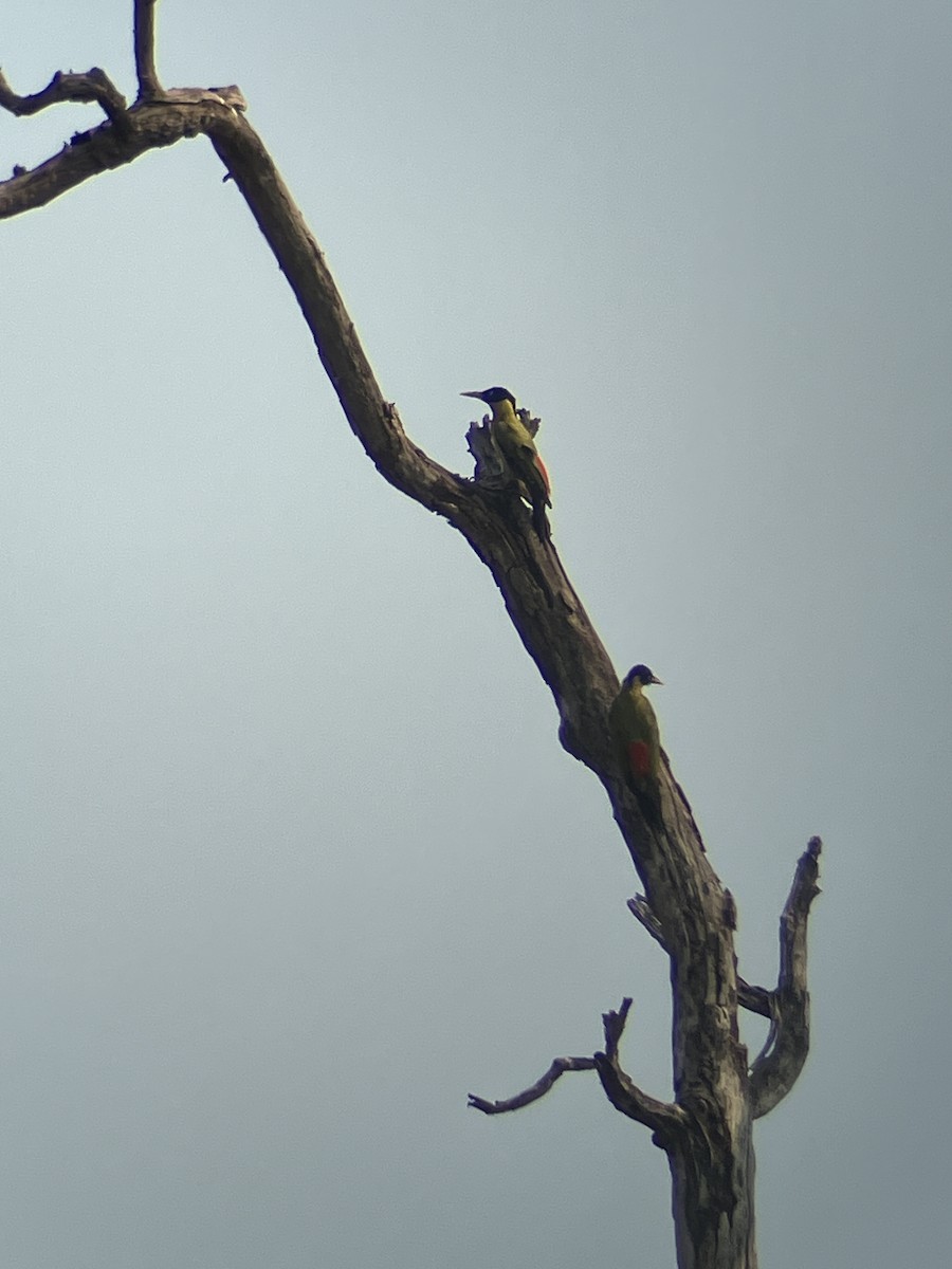 Black-headed Woodpecker - João Brito