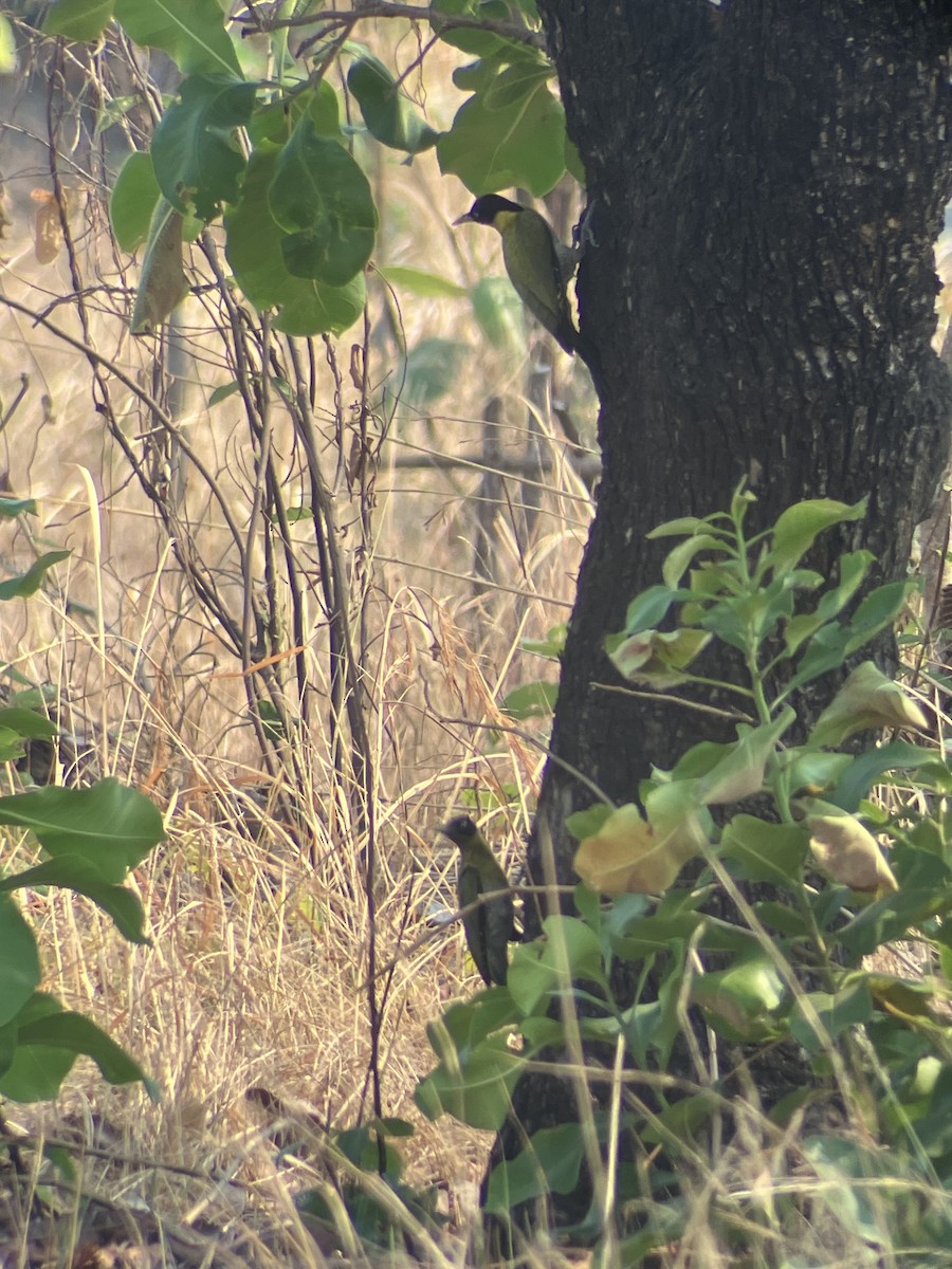 Black-headed Woodpecker - ML619081925