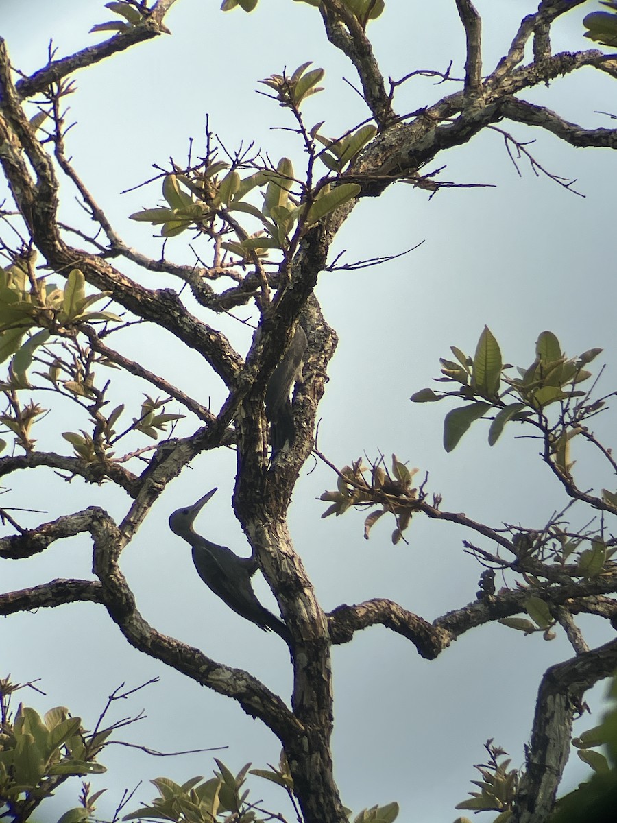 Great Slaty Woodpecker - João Brito