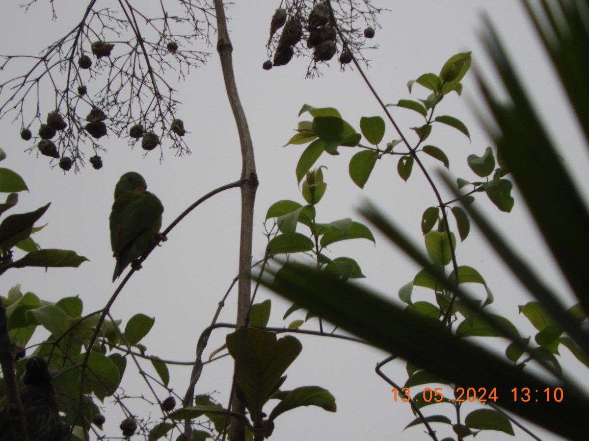Vernal Hanging-Parrot - HARIHARAN T V