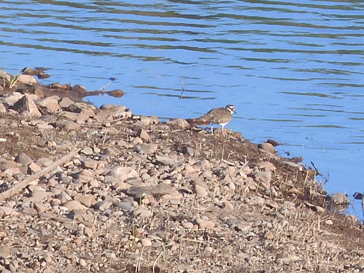 Killdeer - ML619081975