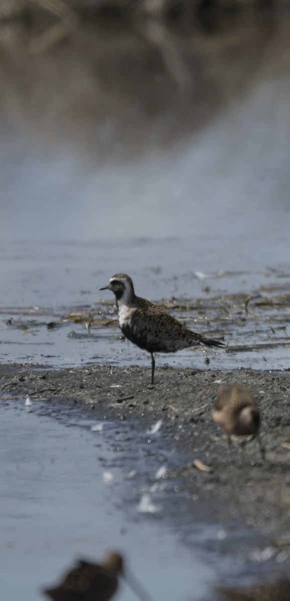 American Golden-Plover - ML619081993