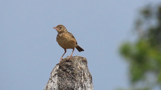 Jerdon's Bushlark - ML619081994