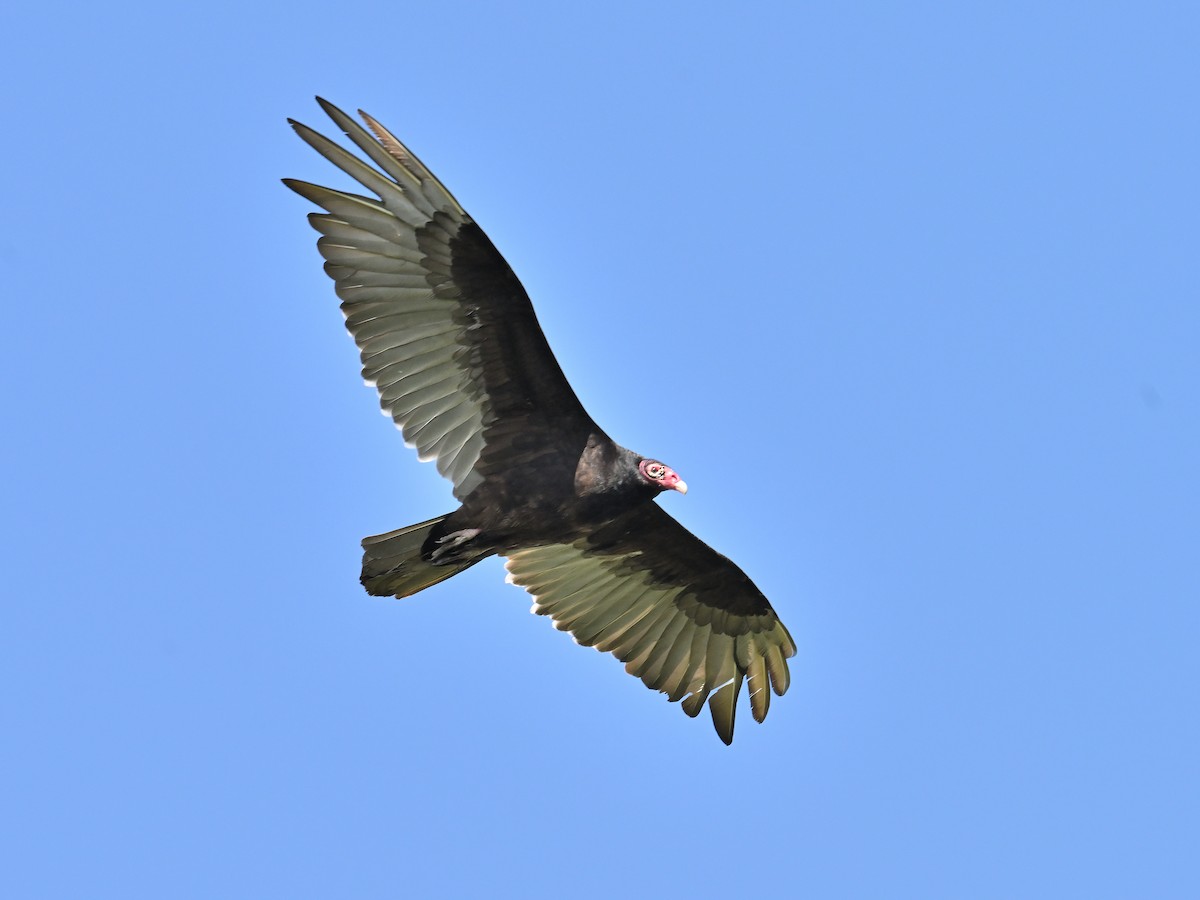 Turkey Vulture - Gregg Summers
