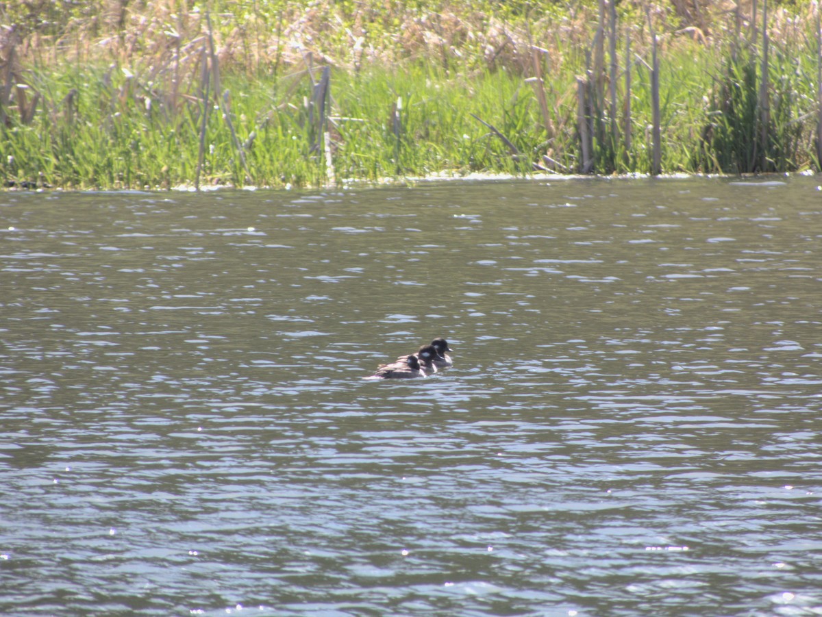 Bufflehead - ML619082000