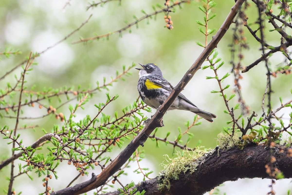 Yellow-rumped Warbler - ML619082036