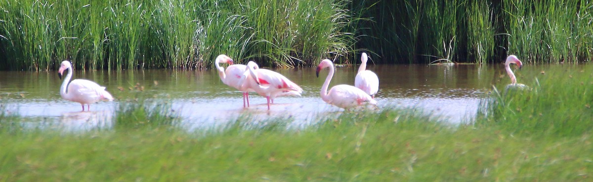 Greater Flamingo - ML619082042