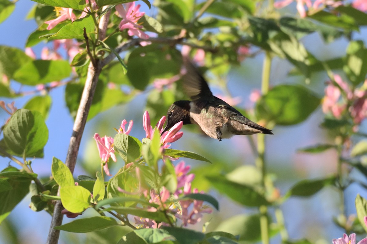 Ruby-throated Hummingbird - Andrew Schopieray
