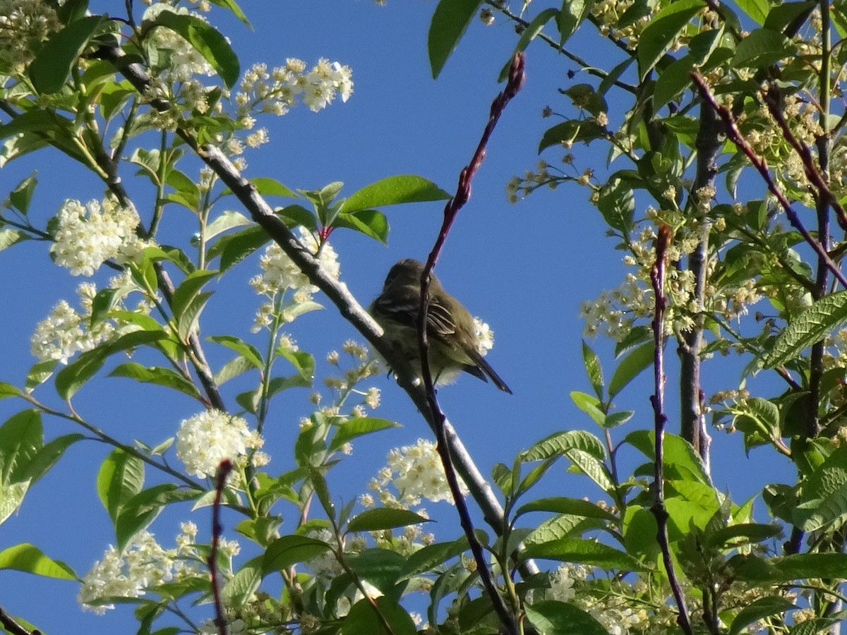 Least Flycatcher - John Shenot