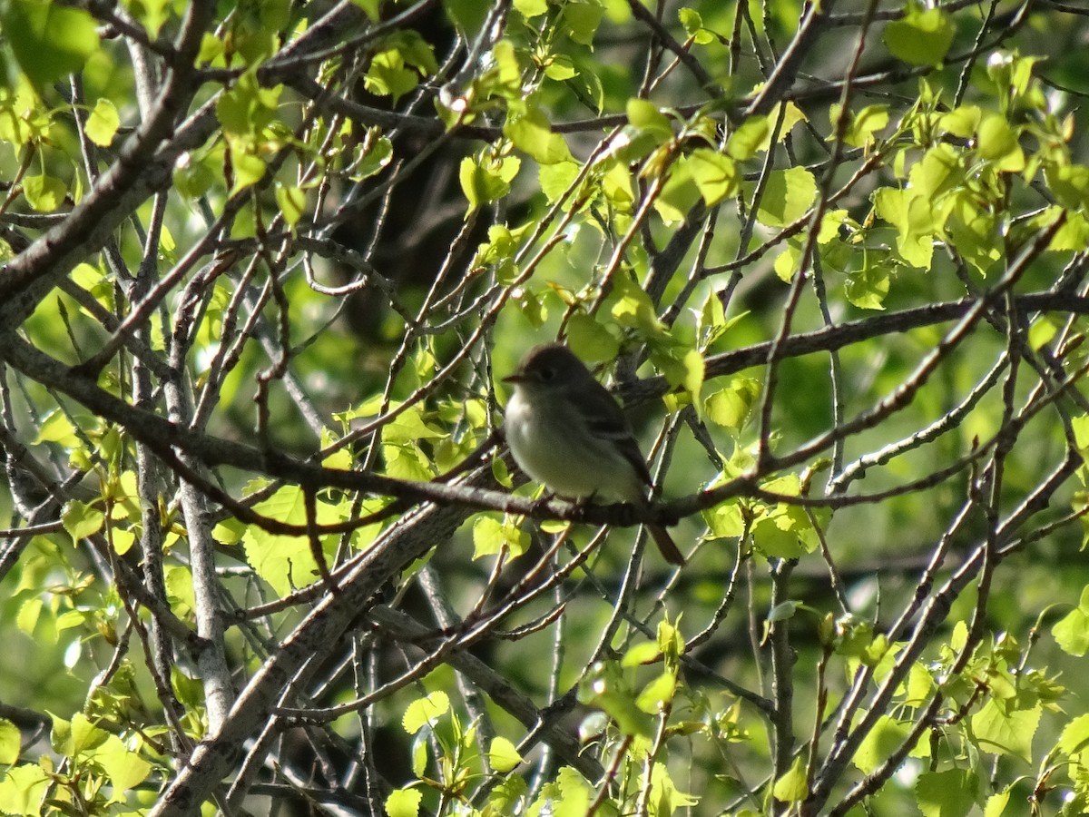 Least Flycatcher - ML619082057