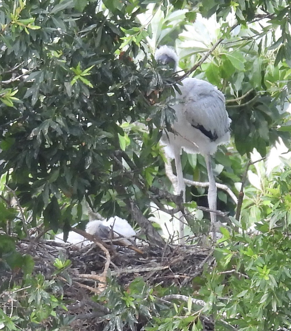 Wood Stork - pamela graber