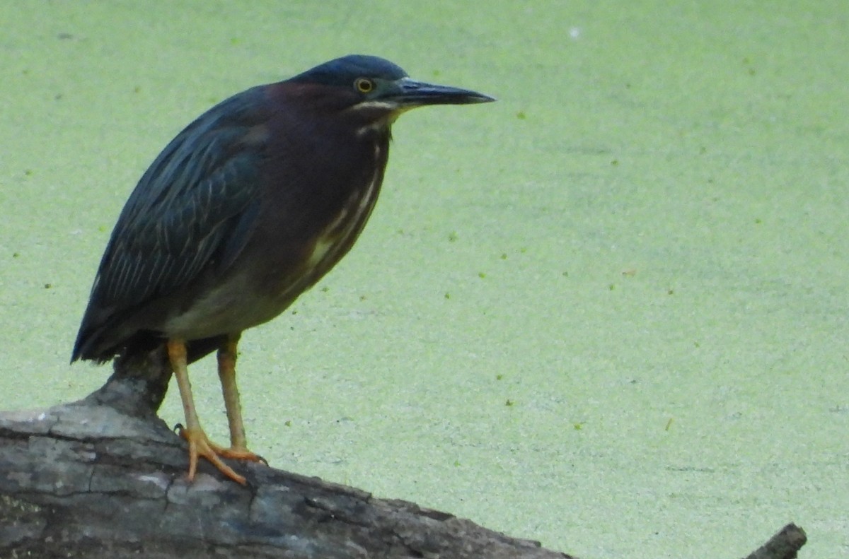 Green Heron - Brent Daggett