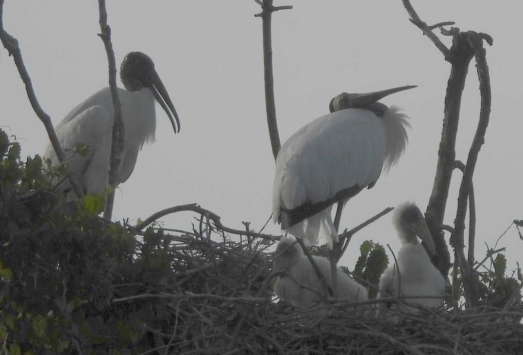 Wood Stork - pamela graber