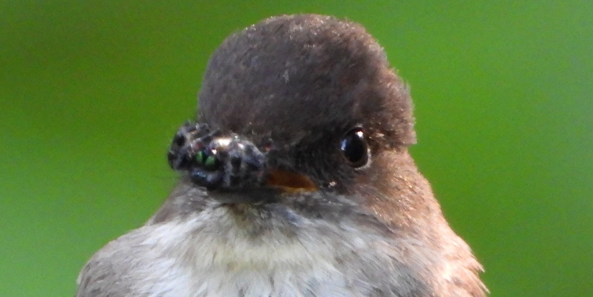 Eastern Phoebe - Brent Daggett