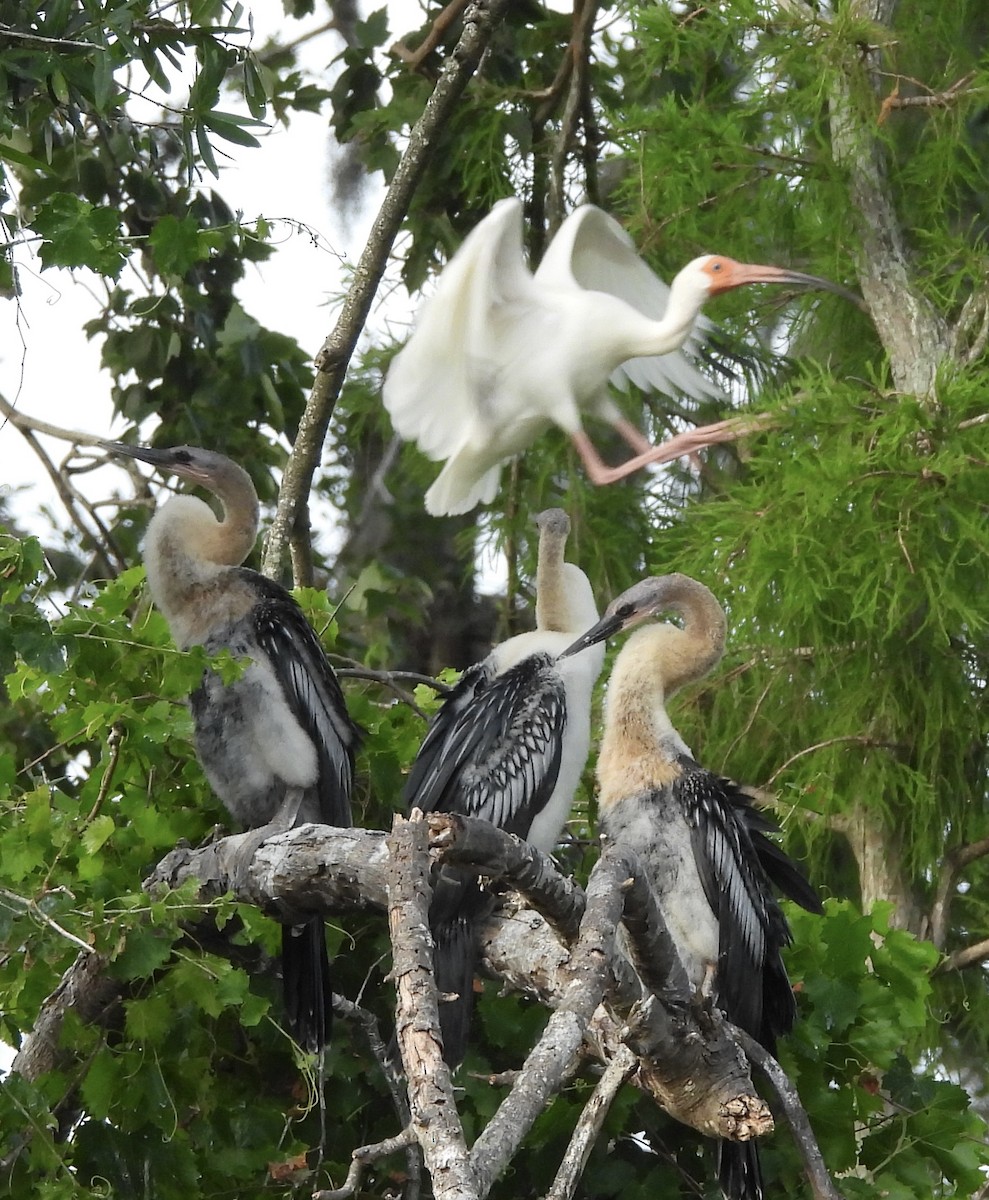 Anhinga - pamela graber