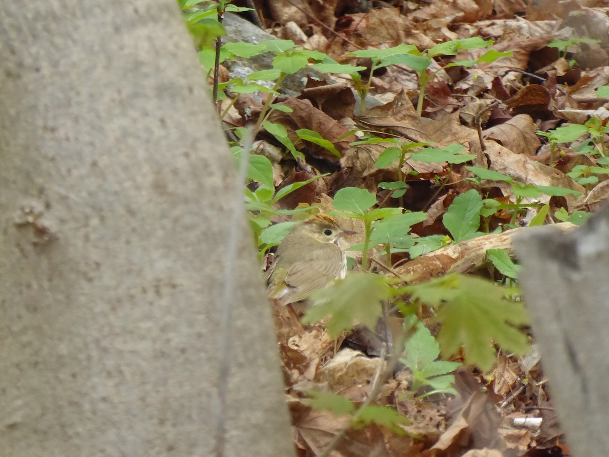 Ovenbird - Bill Grabin