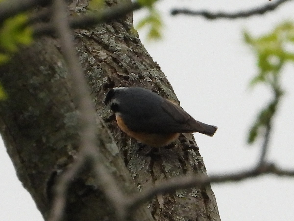 Red-breasted Nuthatch - Chad Wilson