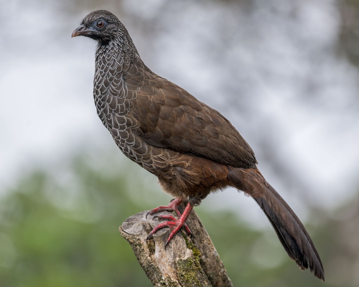 Andean Guan - ML619082151