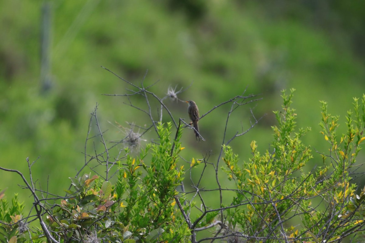 Wedge-tailed Grass-Finch - Julian Lopez