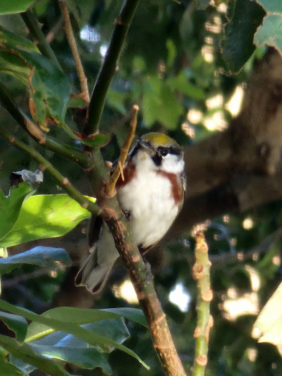 Chestnut-sided Warbler - ML619082153