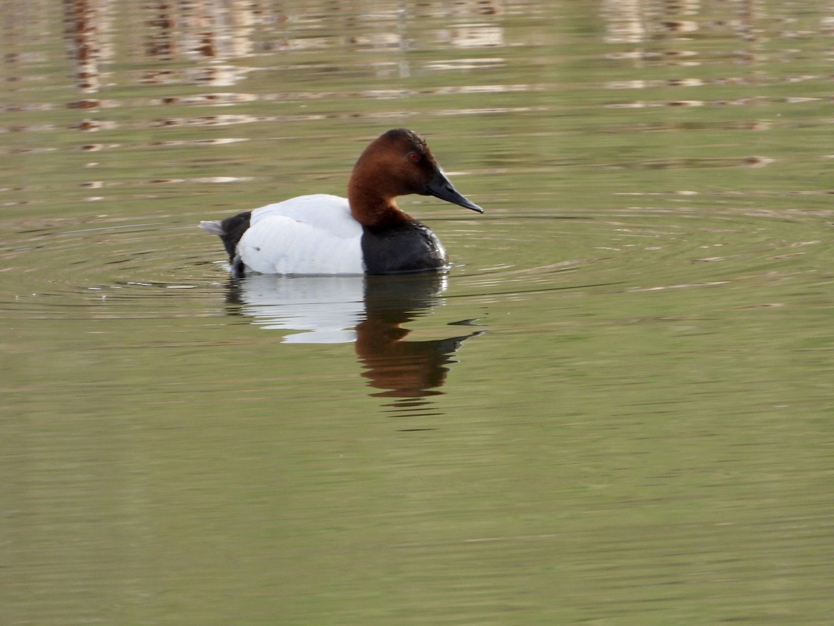 Canvasback - ML619082161