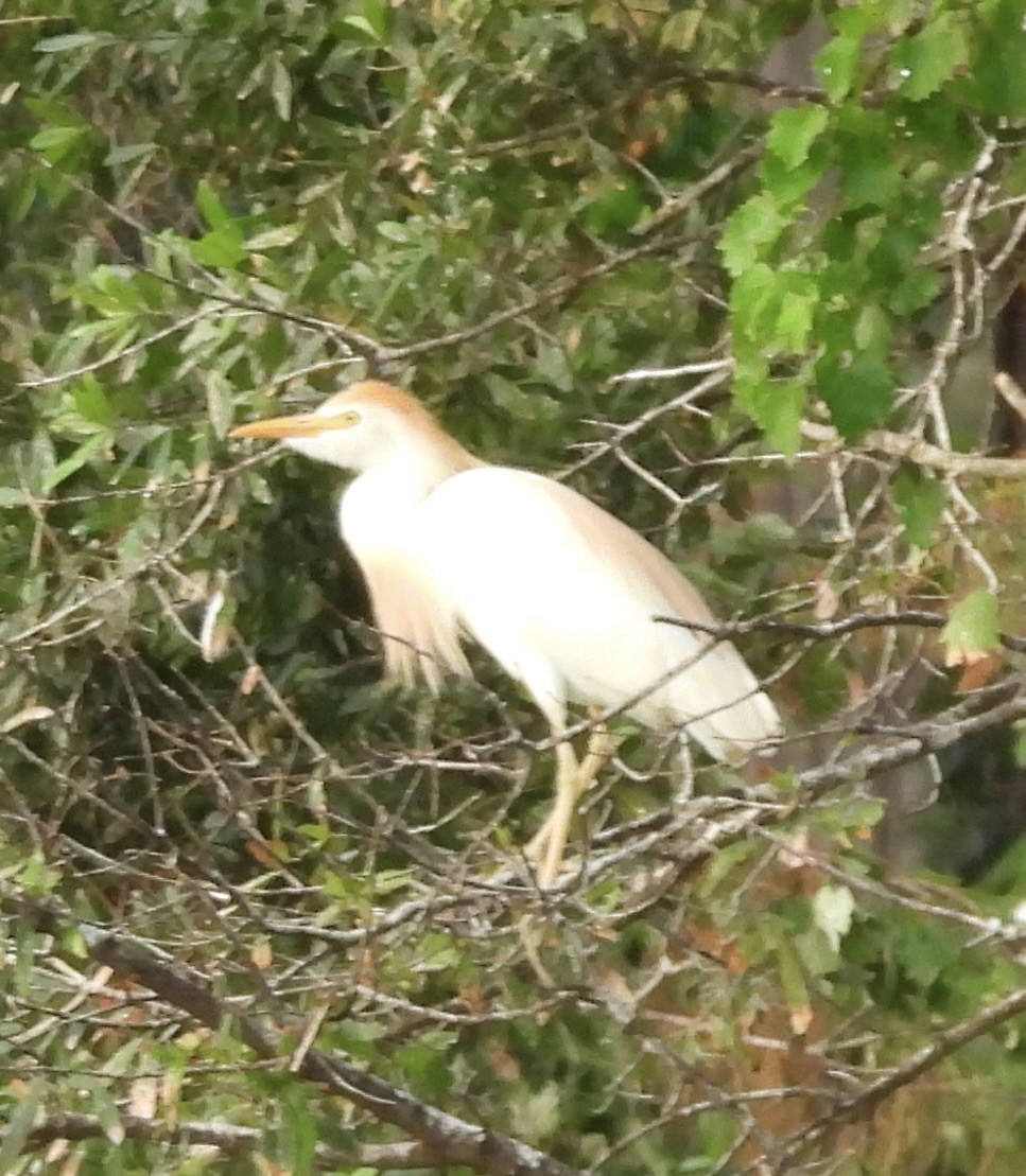 Western Cattle Egret - pamela graber