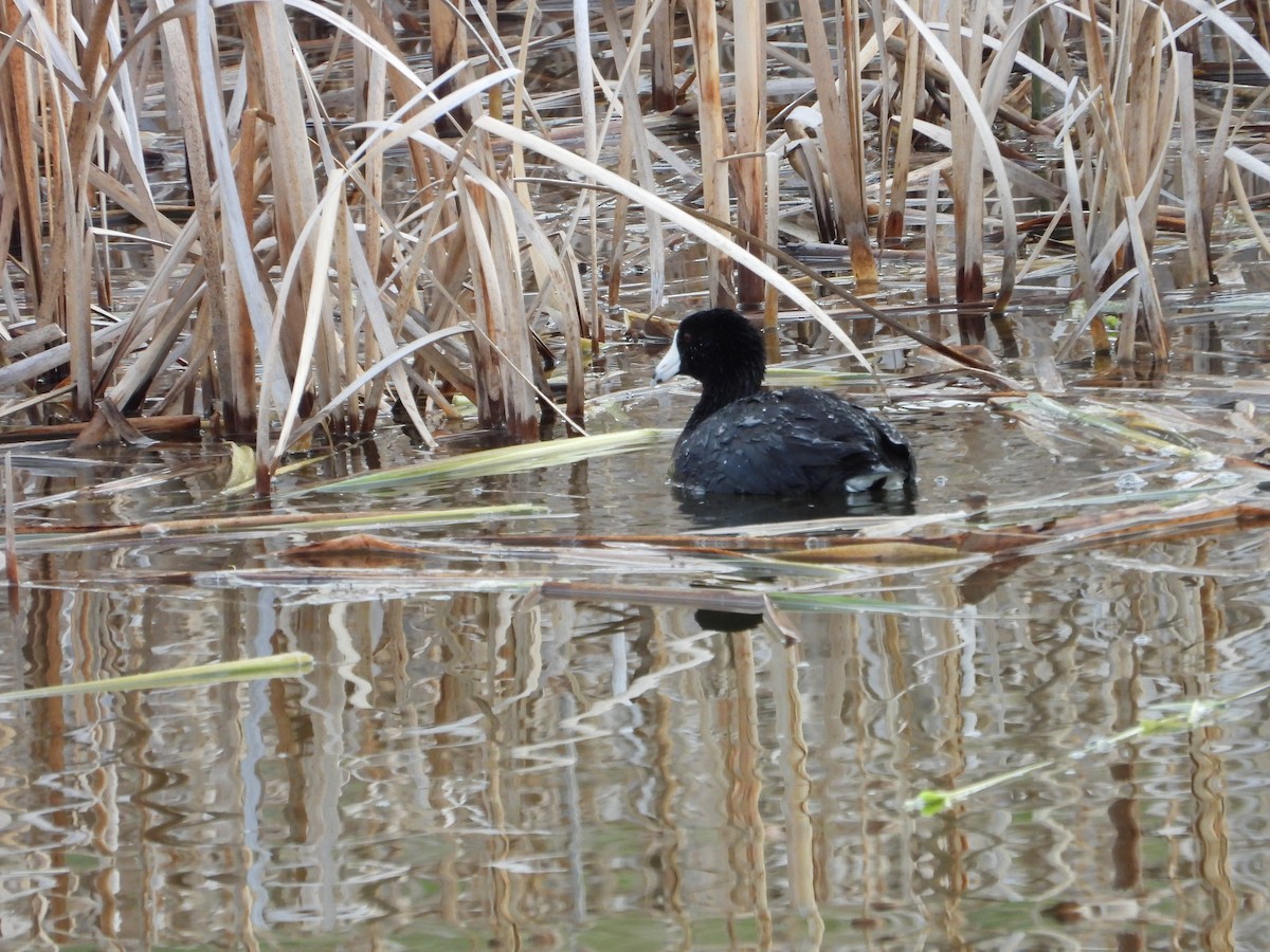 American Coot - ML619082169