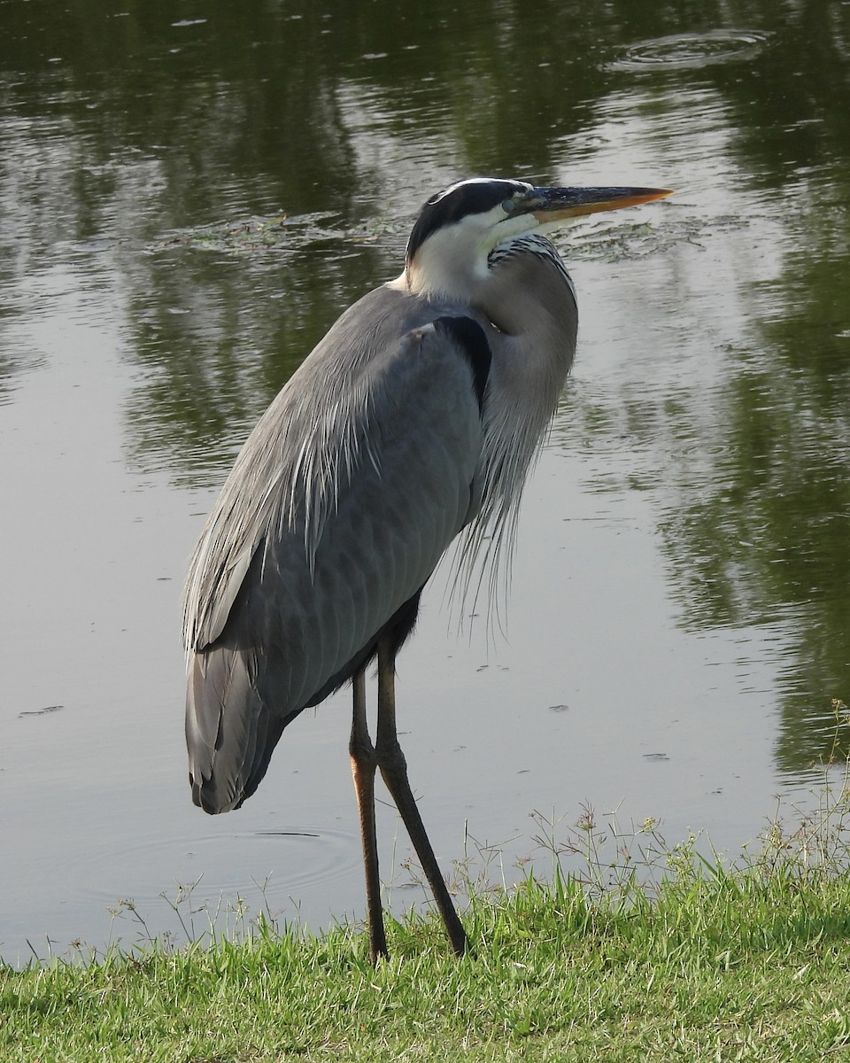 Great Blue Heron - pamela graber