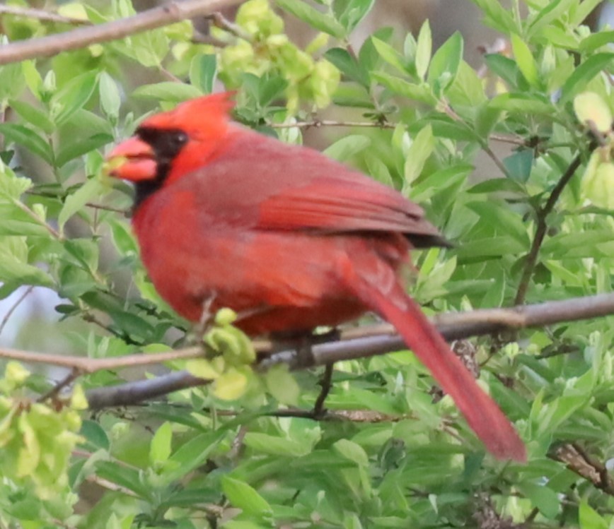 Northern Cardinal - Gautham Mohan