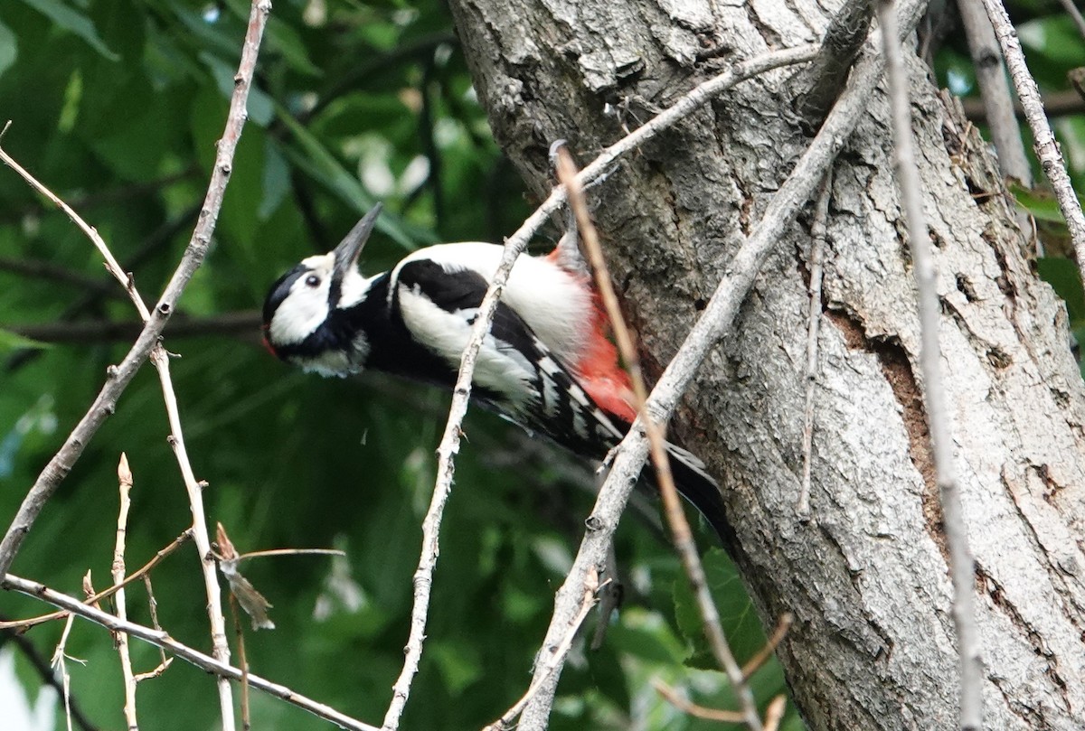 White-winged Woodpecker - Edurne Ugarte