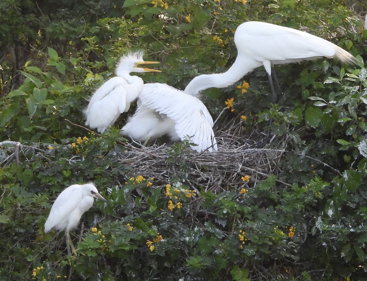 Great Egret - pamela graber