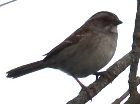 White-throated Sparrow - Gautham Mohan