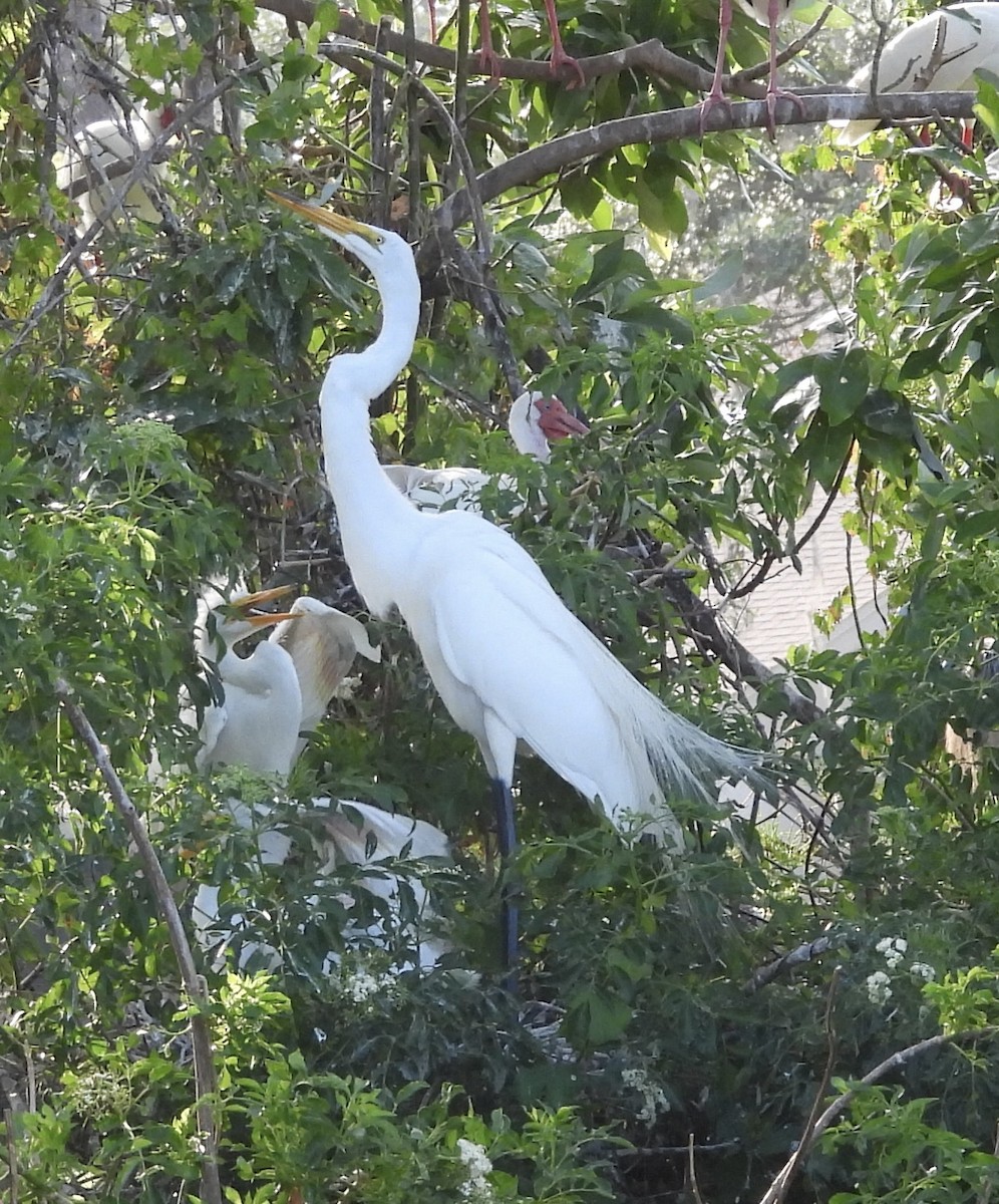 Great Egret - pamela graber