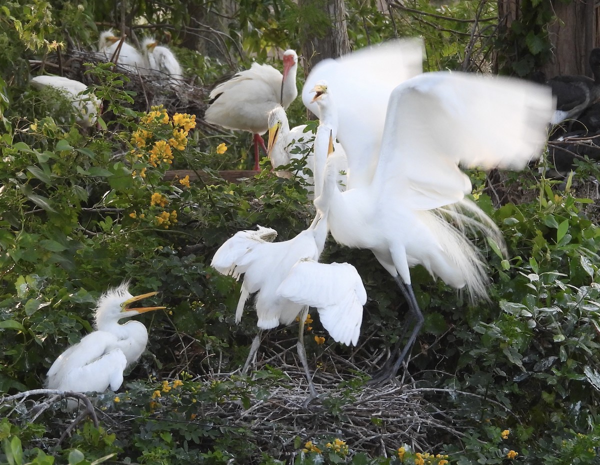 Great Egret - pamela graber