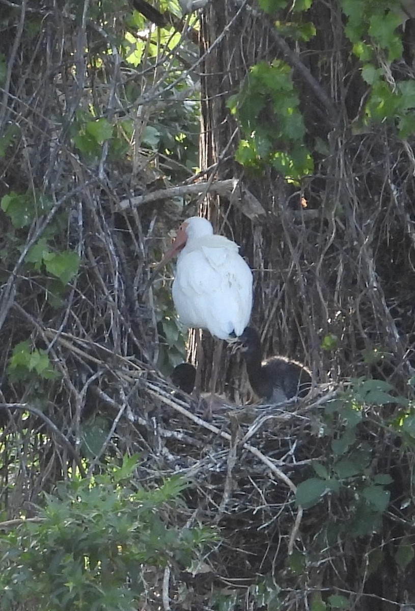 White Ibis - pamela graber