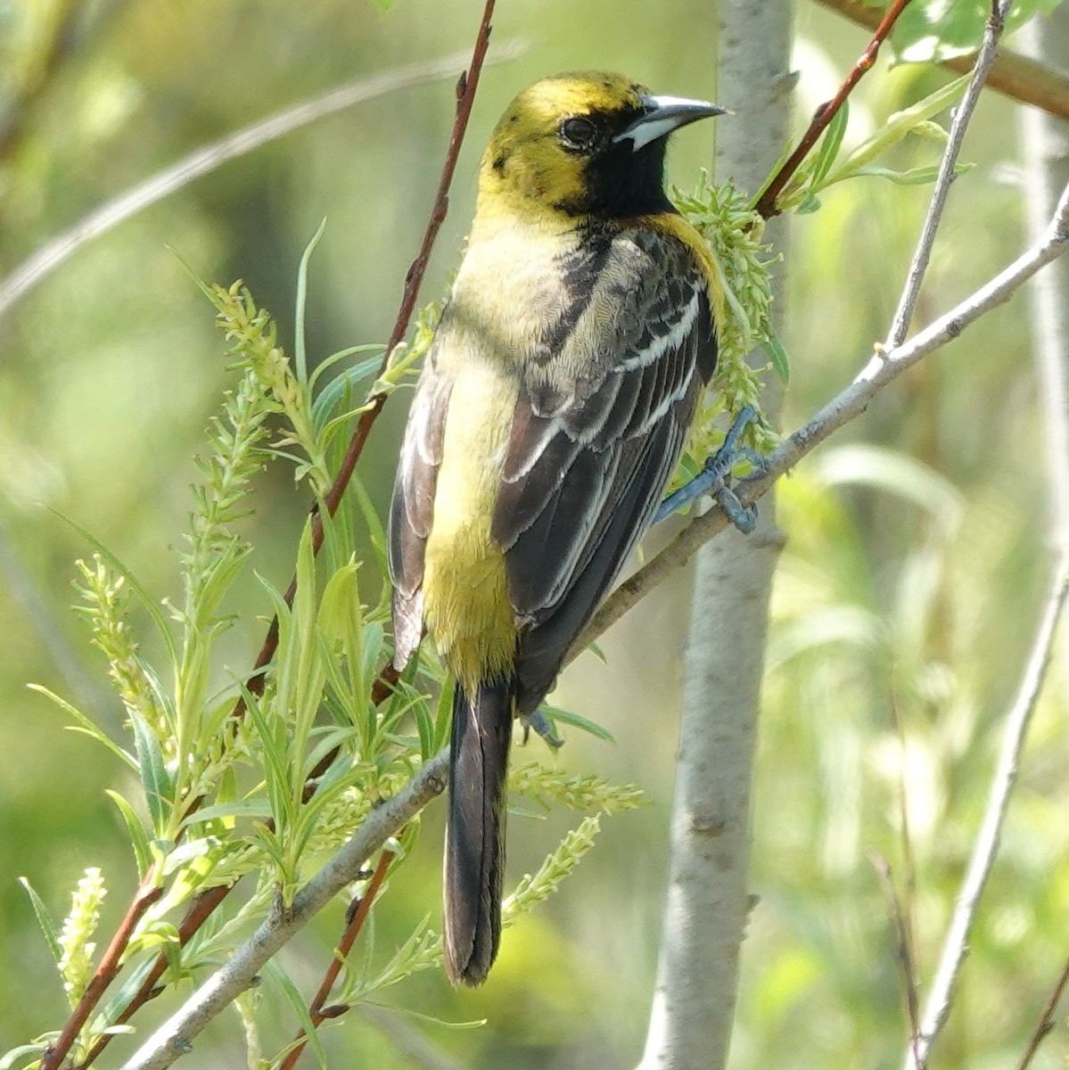Orchard Oriole - ML619082221