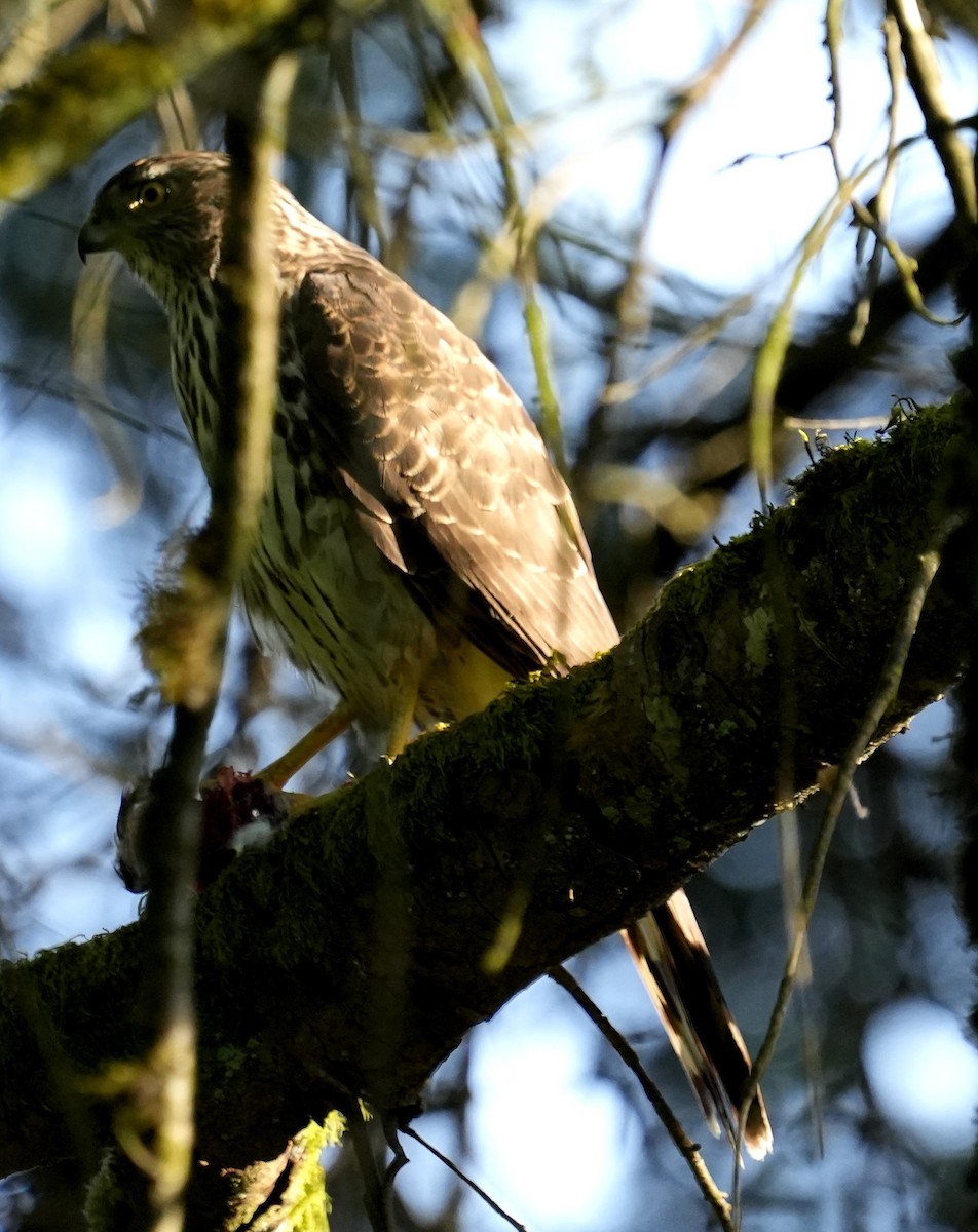 Cooper's Hawk - ML619082224